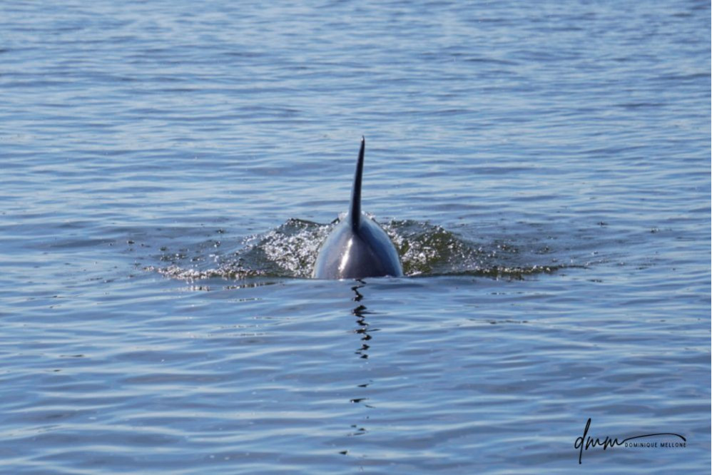 Bottlenose Dolphin 8