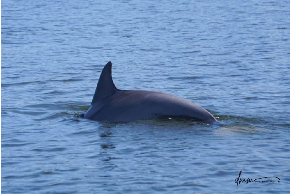Bottlenose Dolphin 9