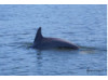 Bottlenose Dolphin 9