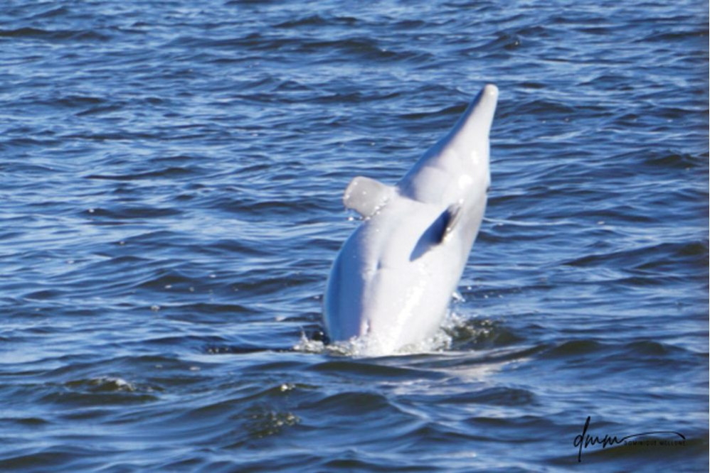 Bottlenose Dolphin- Belly 1