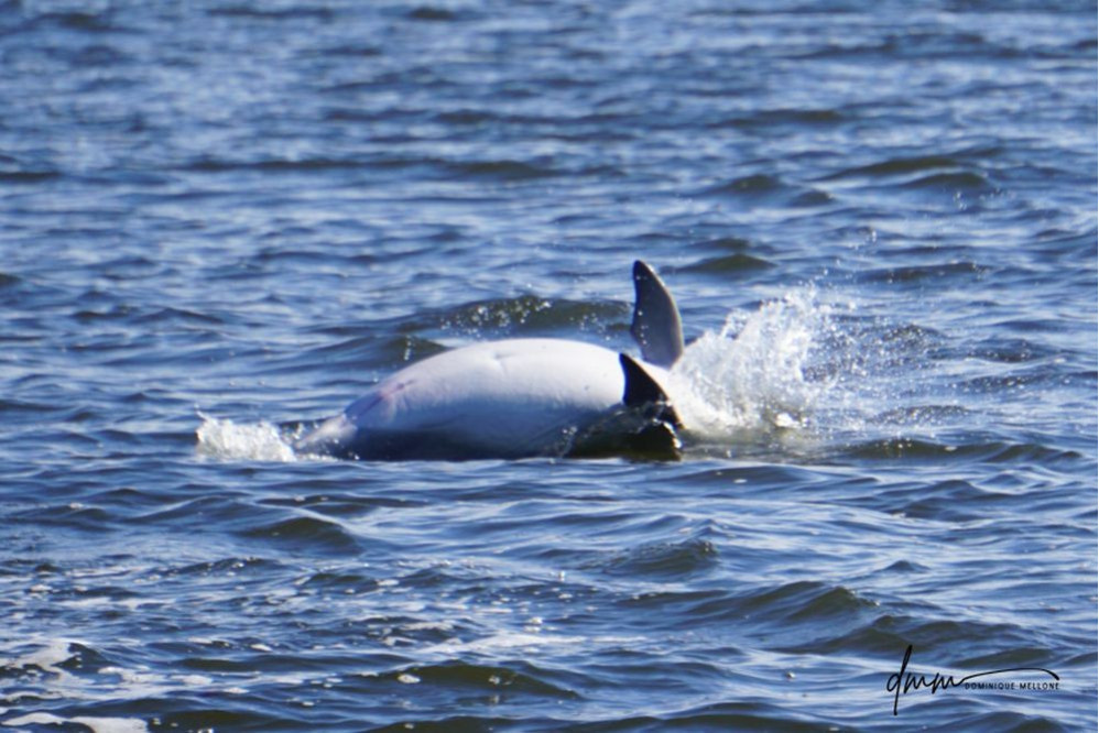 Bottlenose Dolphin- Belly 2