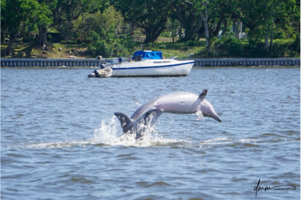 Bottlenose Dolphin- Bite Breaching