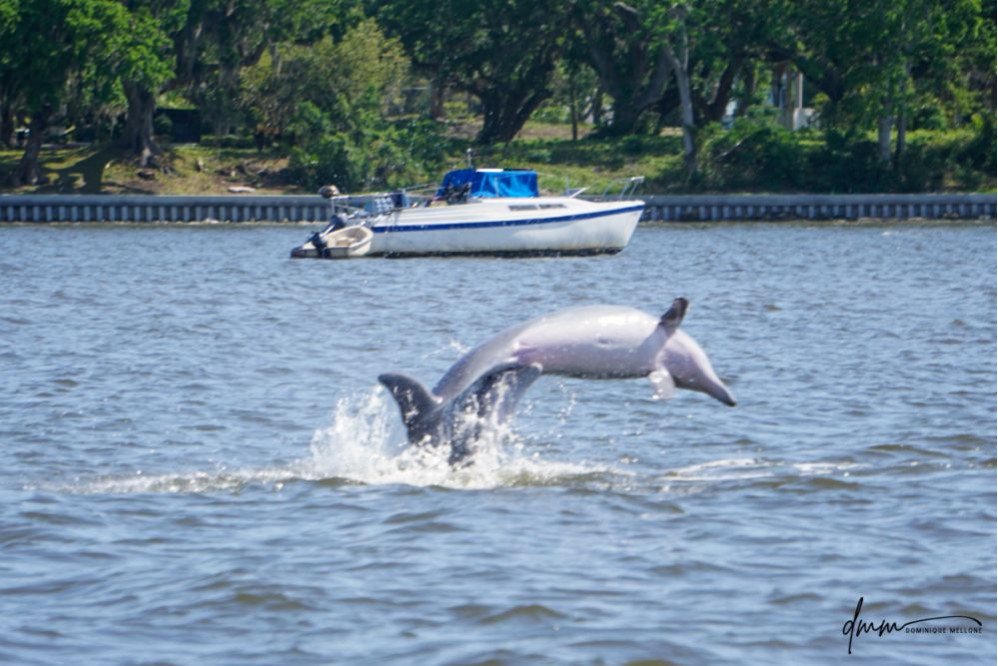 Bottlenose Dolphin- Bite Breaching