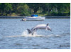 Bottlenose Dolphin- Bite Breaching