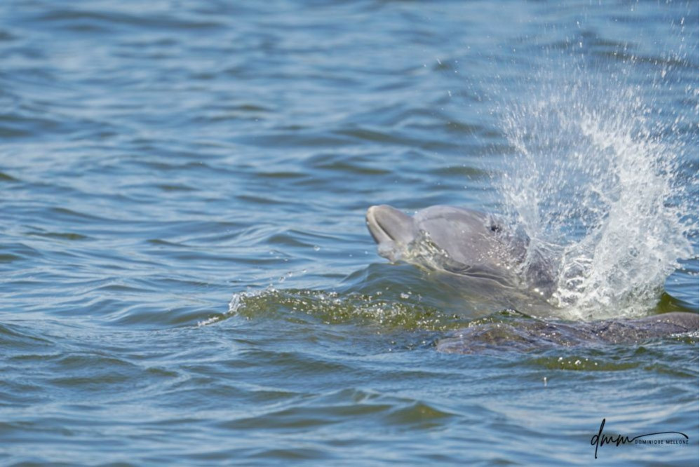 Bottlenose Dolphin- Blow 1