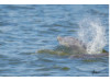 Bottlenose Dolphin- Blow 1