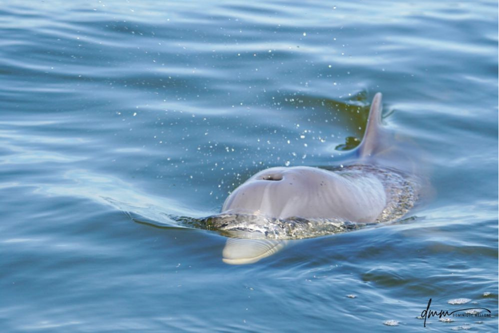 Bottlenose Dolphin- Blow 10
