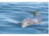 Bottlenose Dolphin- Blow 10