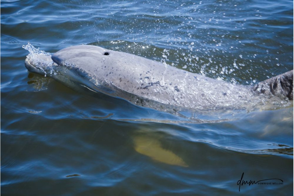 Bottlenose Dolphin- Blow 11