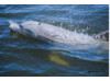 Bottlenose Dolphin- Blow 11