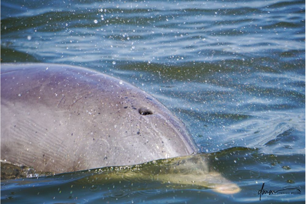 Bottlenose Dolphin- Blow 12