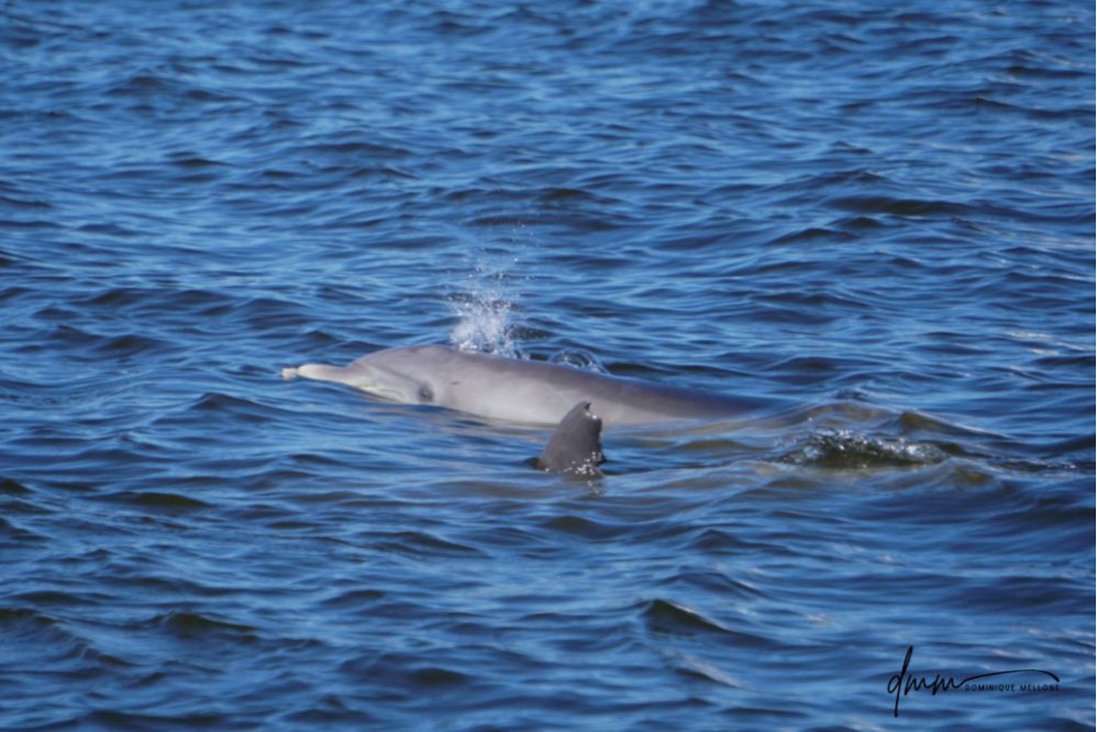 Bottlenose Dolphin- Blow 2