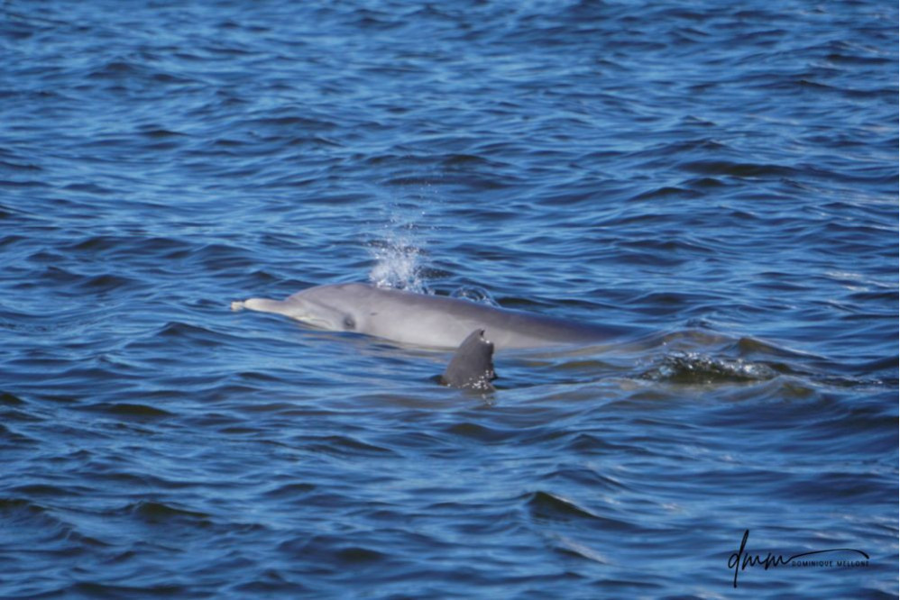 Bottlenose Dolphin- Blow 2