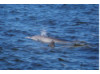 Bottlenose Dolphin- Blow 2