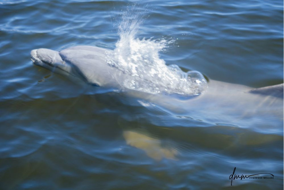 Bottlenose Dolphin- Blow 3