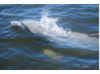 Bottlenose Dolphin- Blow 3