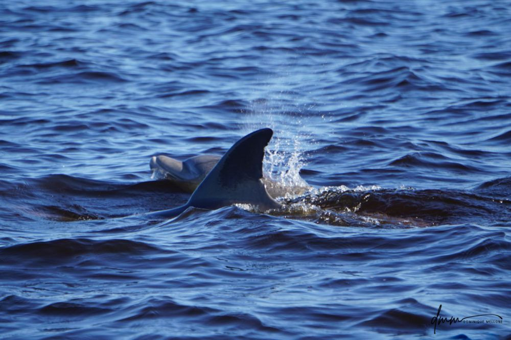 Bottlenose Dolphin- Blow 4