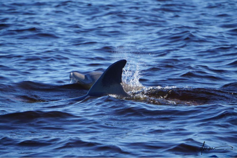 Bottlenose Dolphin- Blow 4