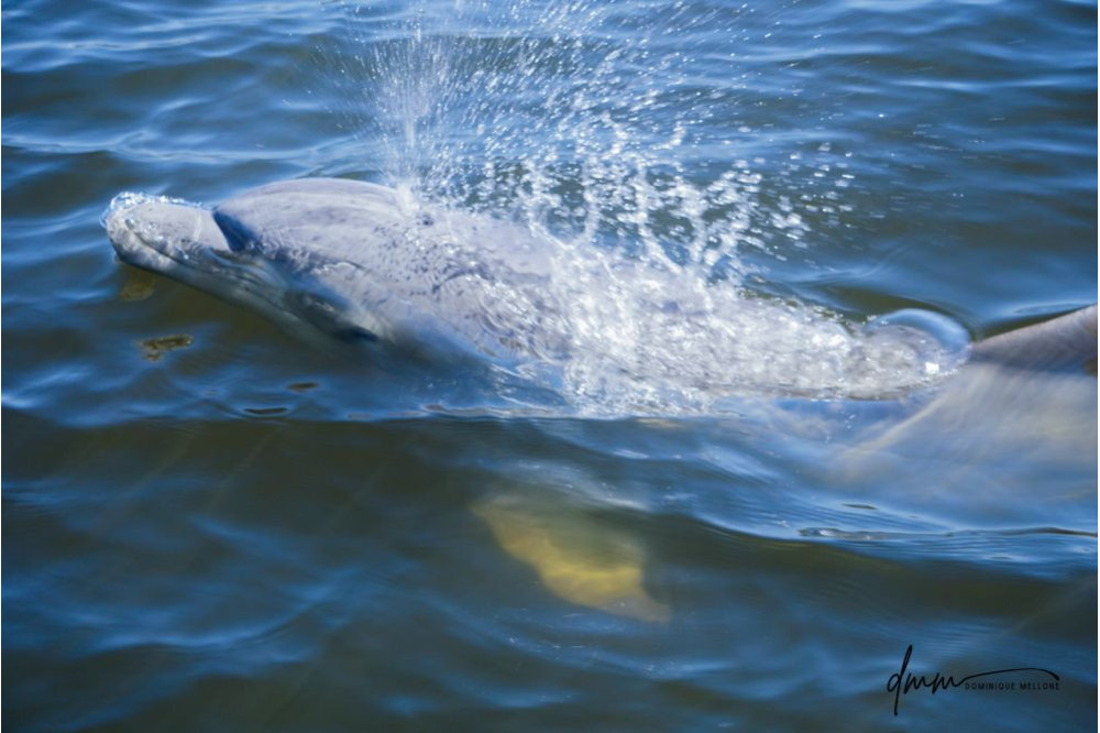Bottlenose Dolphin- Blow 5