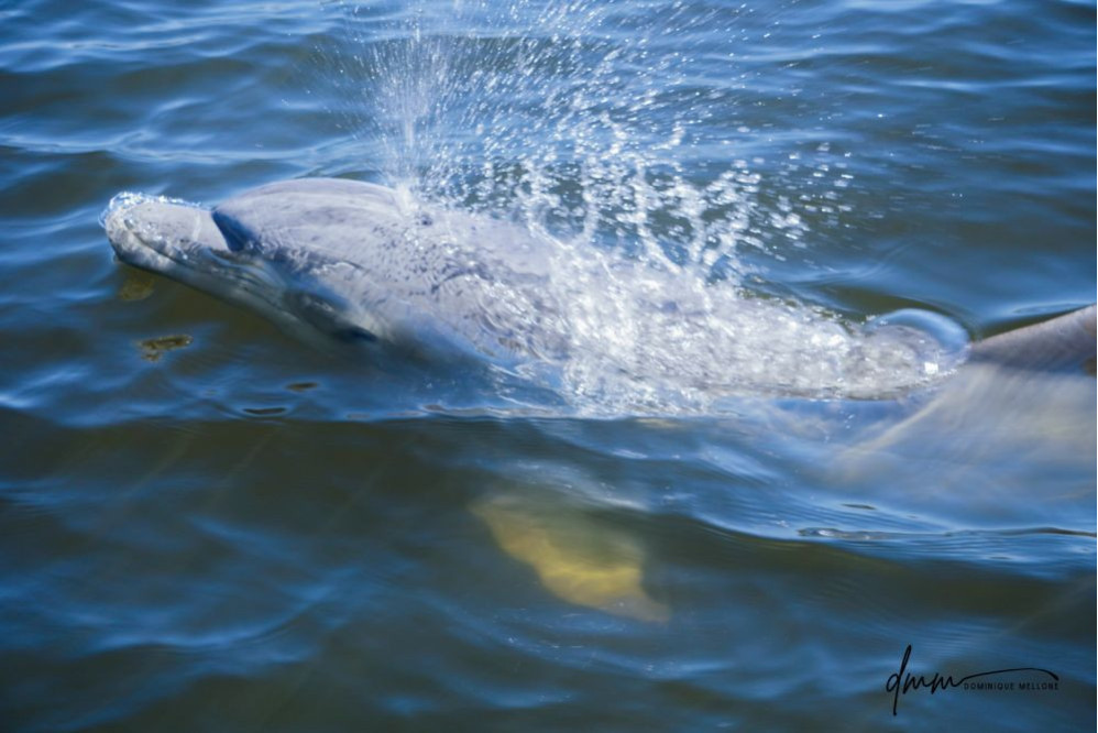 Bottlenose Dolphin- Blow 5