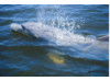 Bottlenose Dolphin- Blow 5