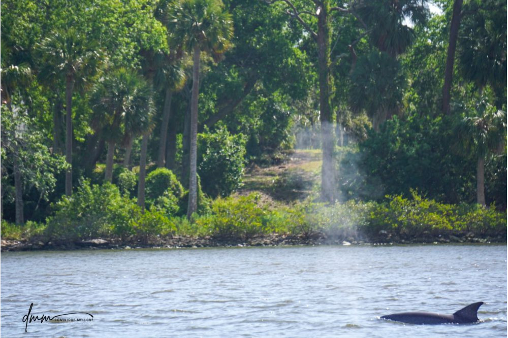 Bottlenose Dolphin- Blow 6