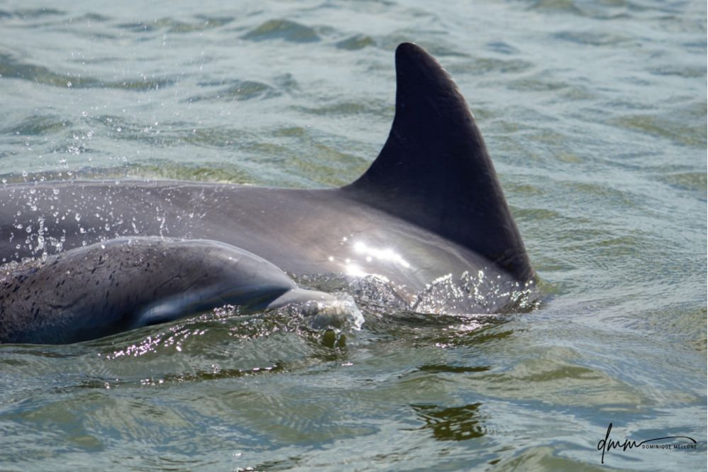 Bottlenose Dolphin- Blow 7