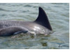Bottlenose Dolphin- Blow 7