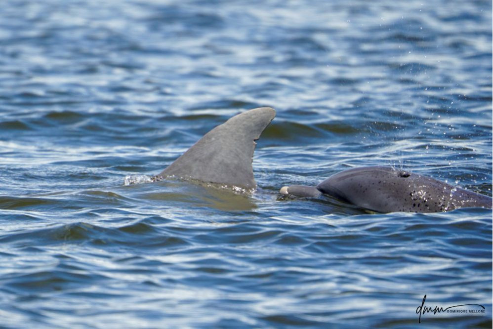 Bottlenose Dolphin- Blow 8
