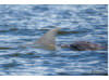 Bottlenose Dolphin- Blow 8