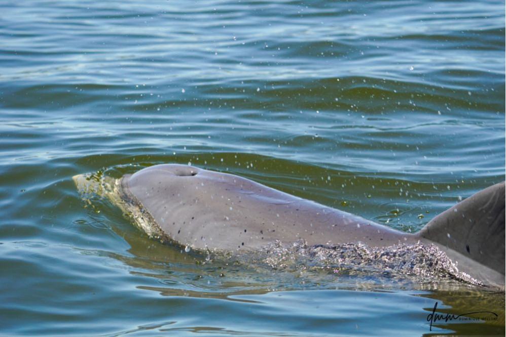 Bottlenose Dolphin- Blow 9