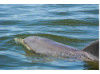 Bottlenose Dolphin- Blow 9