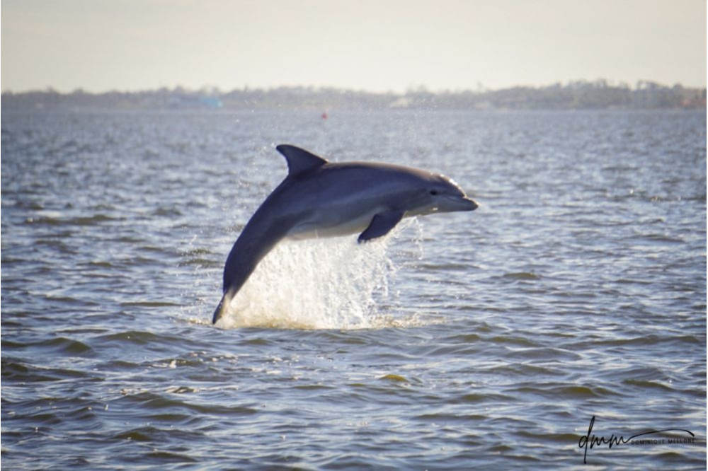 Bottlenose Dolphin- Breaching 1