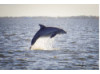 Bottlenose Dolphin- Breaching 1