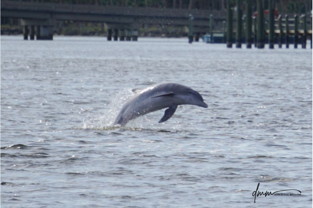 Bottlenose Dolphin- Breaching 10
