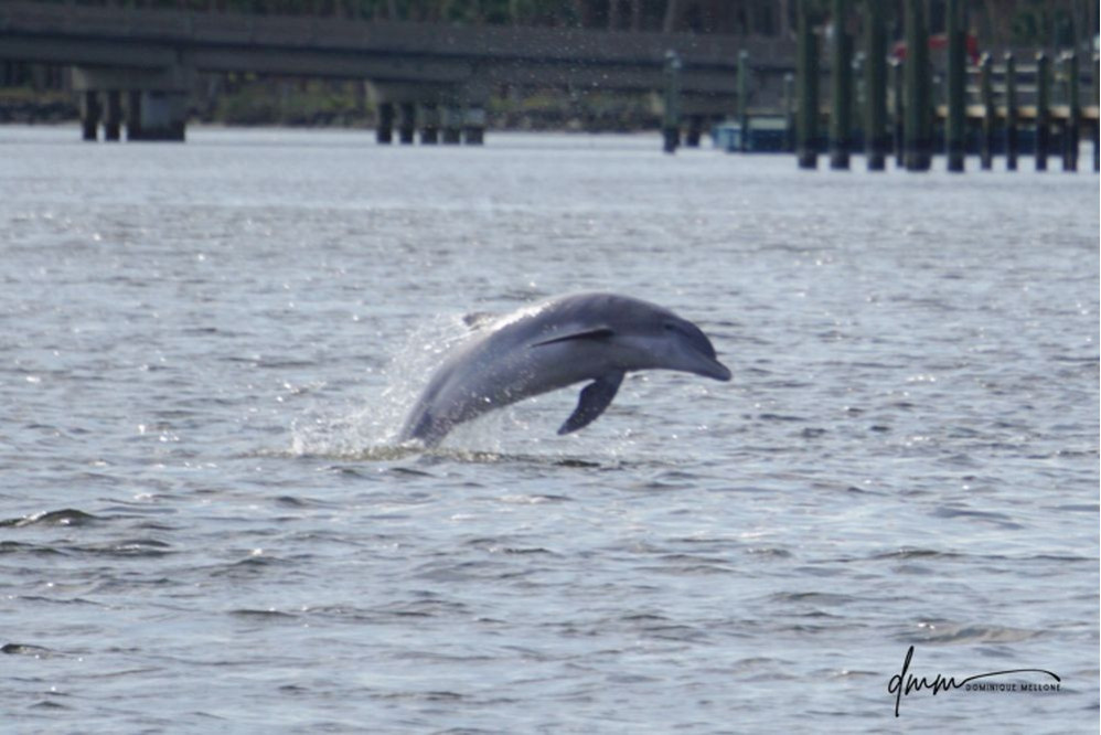 Bottlenose Dolphin- Breaching 10