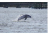 Bottlenose Dolphin- Breaching 10
