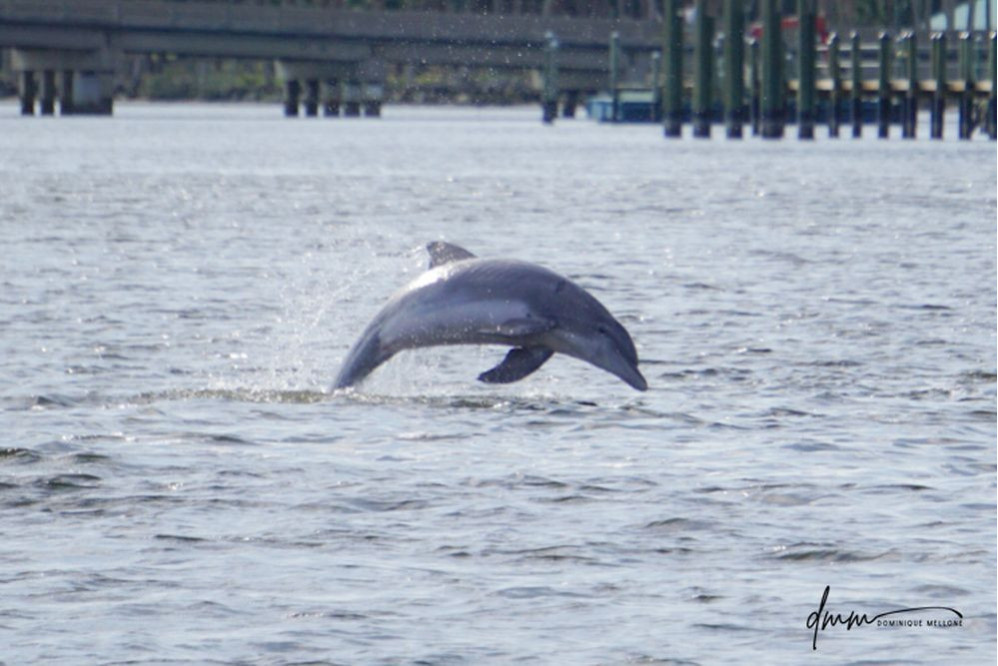 Bottlenose Dolphin- Breaching 11