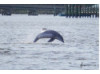Bottlenose Dolphin- Breaching 11