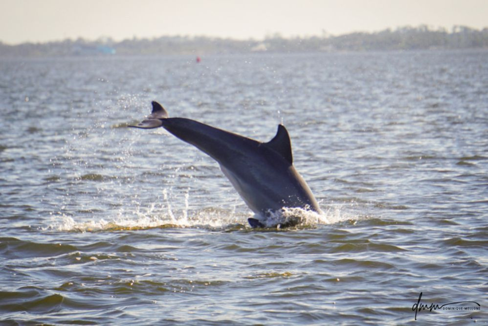 Bottlenose Dolphin- Breaching 12