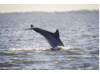 Bottlenose Dolphin- Breaching 12