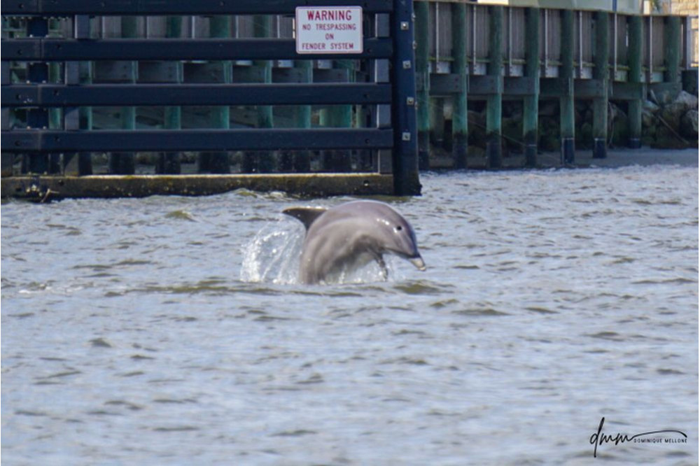 Bottlenose Dolphin- Breaching 13
