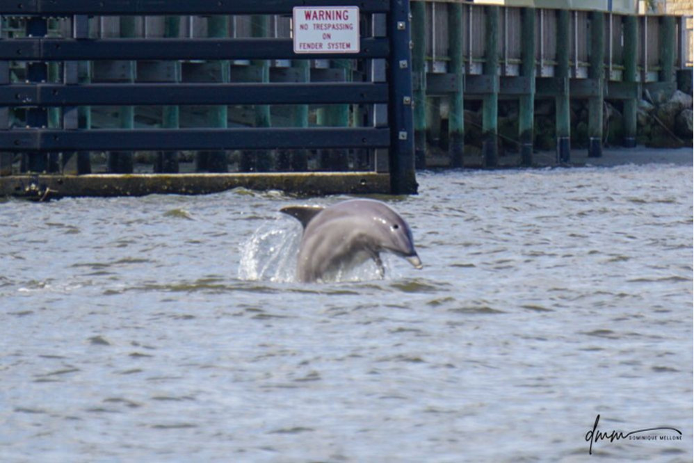 Bottlenose Dolphin- Breaching 13