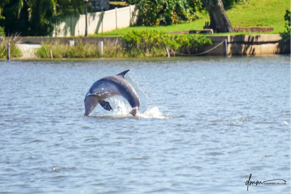 Bottlenose Dolphin- Breaching 14