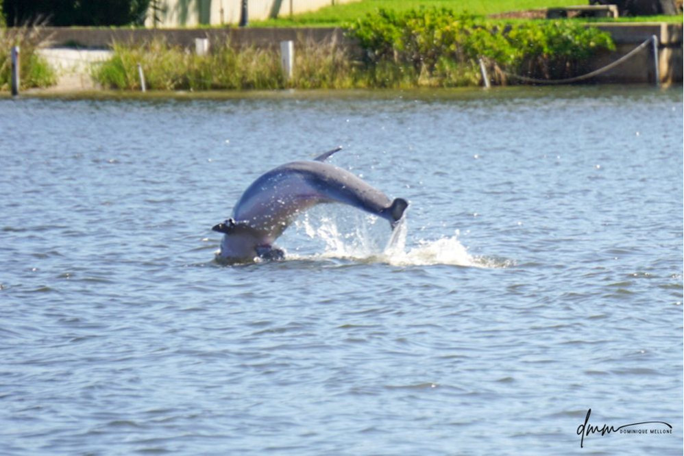 Bottlenose Dolphin- Breaching 15
