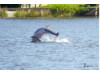 Bottlenose Dolphin- Breaching 15