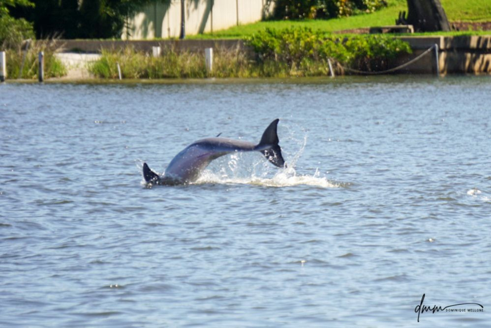 Bottlenose Dolphin- Breaching 16