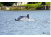 Bottlenose Dolphin- Breaching 16