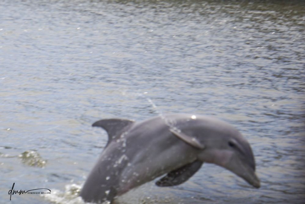 Bottlenose Dolphin- Breaching 17