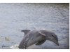 Bottlenose Dolphin- Breaching 17